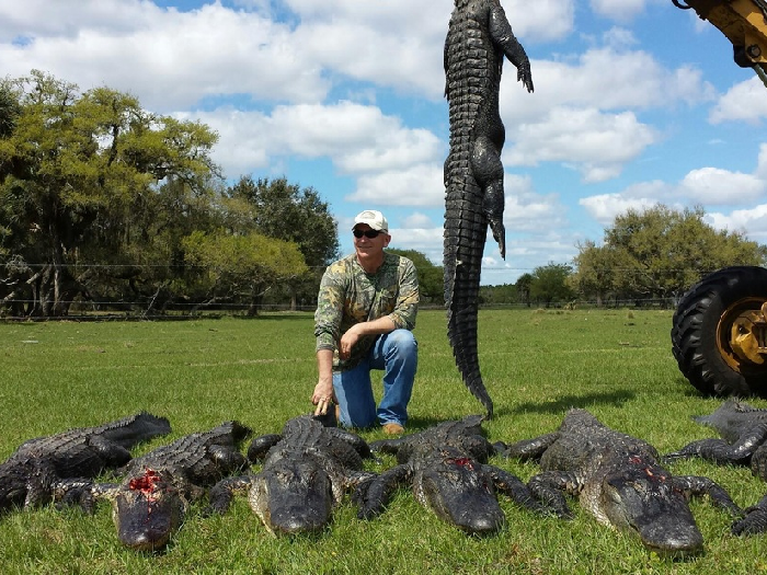 Охота на аллигаторов о Флориде